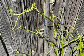 Has awaken from its slumber