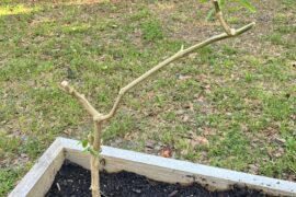 How is my overwintered jalapeno doing?