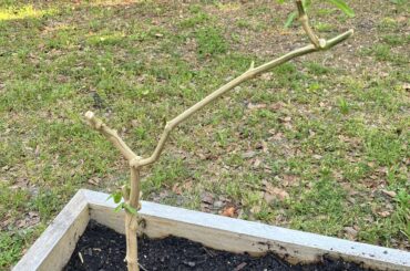 How is my overwintered jalapeno doing?