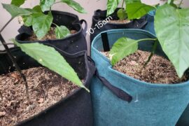 Should I fill the empty space with more soil?