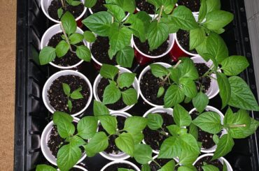 Inside-out Midwest Bounce