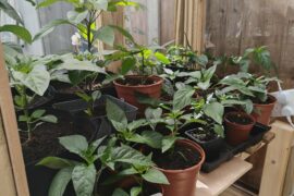 The summer can't come fast enough in the UK