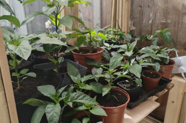 The summer can't come fast enough in the UK