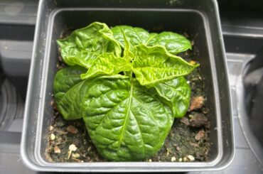 Leaves curling upwards on Scotch Bonnet Papa Dreadie