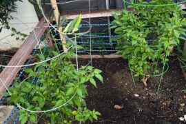 Cross Pollination Question