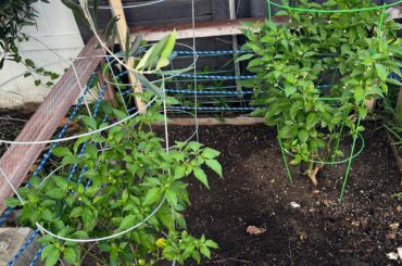 Cross Pollination Question