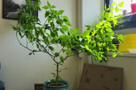 2+ year old Big Mustard Mamma