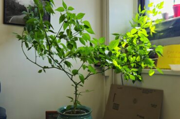 2+ year old Big Mustard Mamma