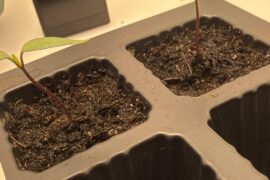 New to indoor growing Hot Peppers!!