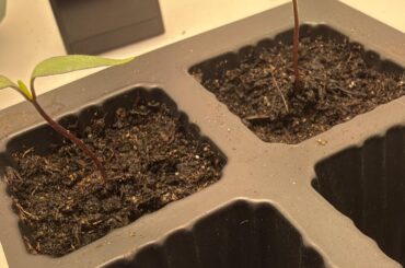 New to indoor growing Hot Peppers!!
