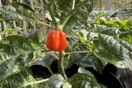 When will it be ready?