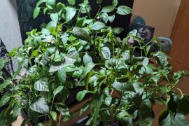 120 days update. Hardening off, preparing the greenhouse and a surprise from the ground.