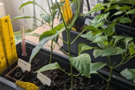 Do peppers need sticks?