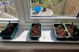 My seedlings seem to be going nowhere