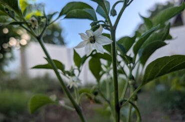 Farmers market jalapeno