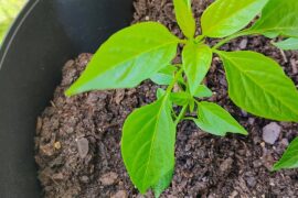 Why does 1 look like this?