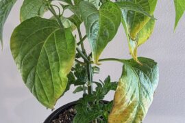 What's up with my Sugar Rush Cream?