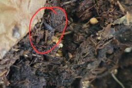 Anyone know what are these in my jalapeno pots?