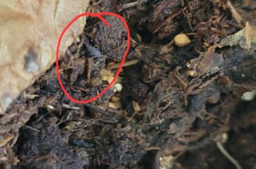 Anyone know what are these in my jalapeno pots?