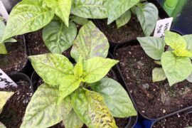 I think I have a bacterial leaf spot situation. Or a sunburn.