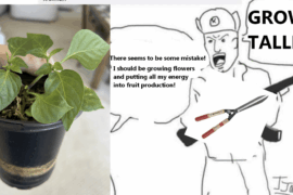 Pinching off the first blooms