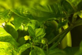 First batches of wiri wiri