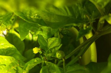 First batches of wiri wiri