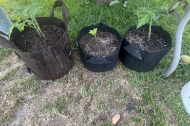 Testing 2 gallon grow bags
