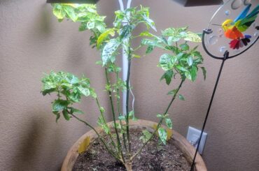Tabasco plant