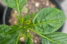 Aji charapita- whats going on?