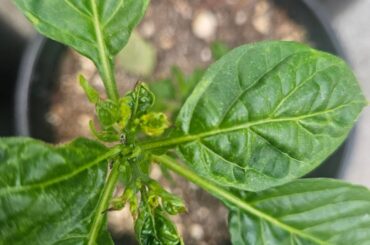 Aji charapita- whats going on?