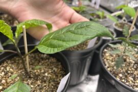 Why doesn’t my coco feel like it needs water after a week or more?