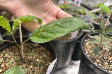Why doesn’t my coco feel like it needs water after a week or more?