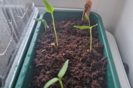 Any advice on these saplings?