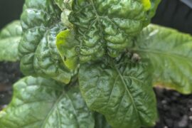 Help please, leaves are curled