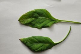 What's killing my plant?