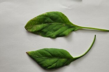 What's killing my plant?