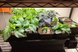 Are my plants too close together?