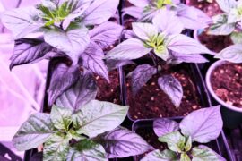 Pepper porn for your Saturday night