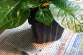 Is this a rootbound?