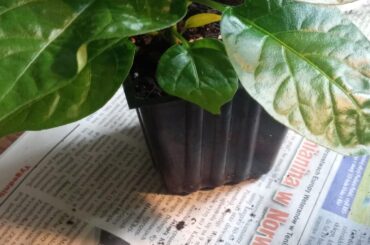 Is this a rootbound?