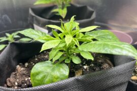 Intervenal chlorosis on new leaves and lots of internode branching on habanero