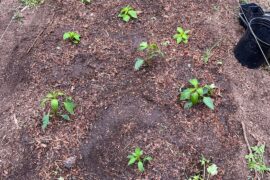 2026’s peppers are in their beds