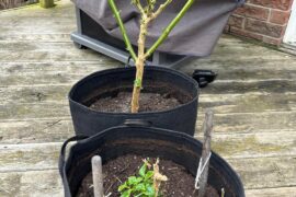 Finally got my overwintered plants back outside