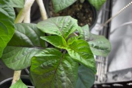 My sweet (spicy) little babies!