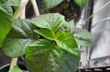 My sweet (spicy) little babies!