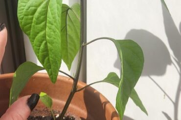 How is my jalapeno(megatron) doing?