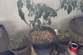 How should I prune this