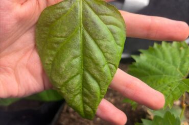What’s happening to my plants?