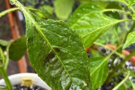 Help, what’s wrong with my plants?